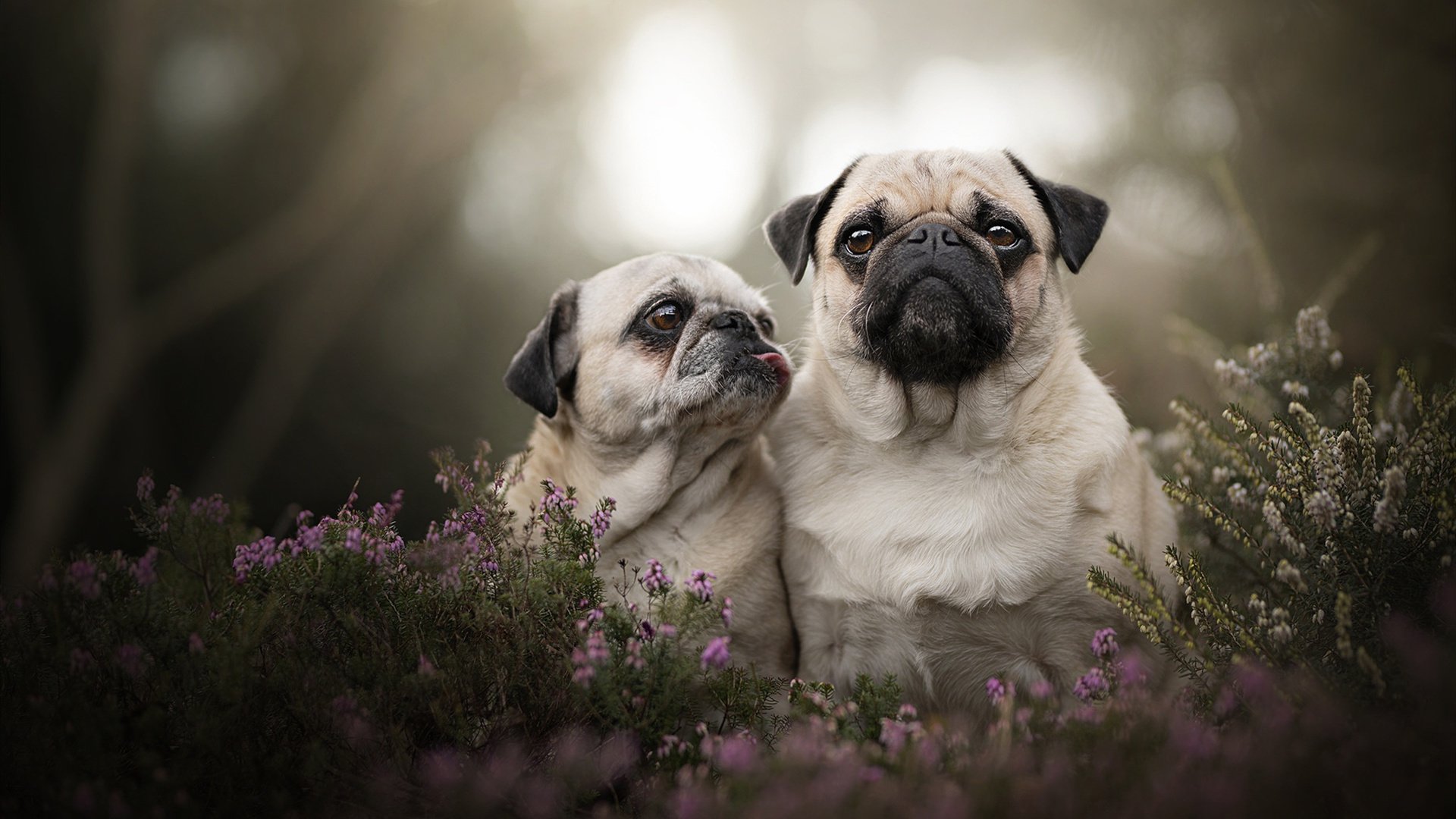 爱游戏体育平台-_红土季节：泥泞中的坚韧与荣耀_，红泥土里的是什么石头
