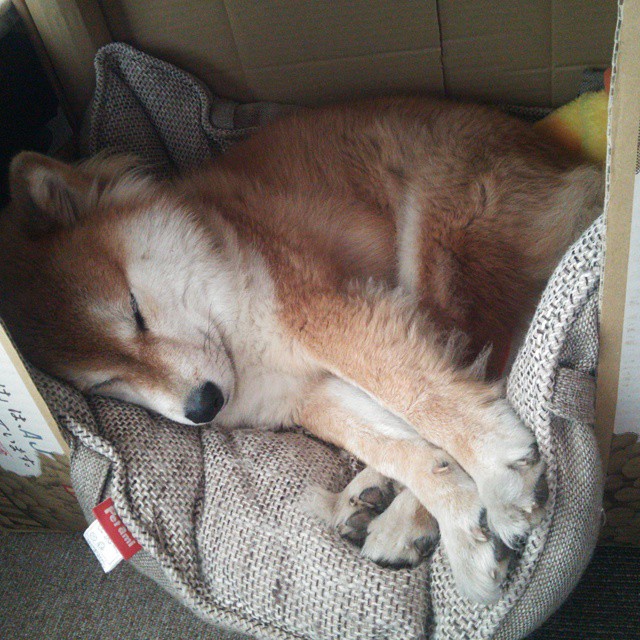 爱游戏ayx-主教练专栏：战术布局的胜负关键在哪？，战术技巧