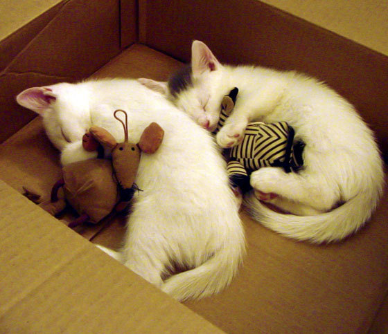 国际游泳联盟强化反兴奋剂措施，保障比赛公正，国际泳联规定游泳比赛规则